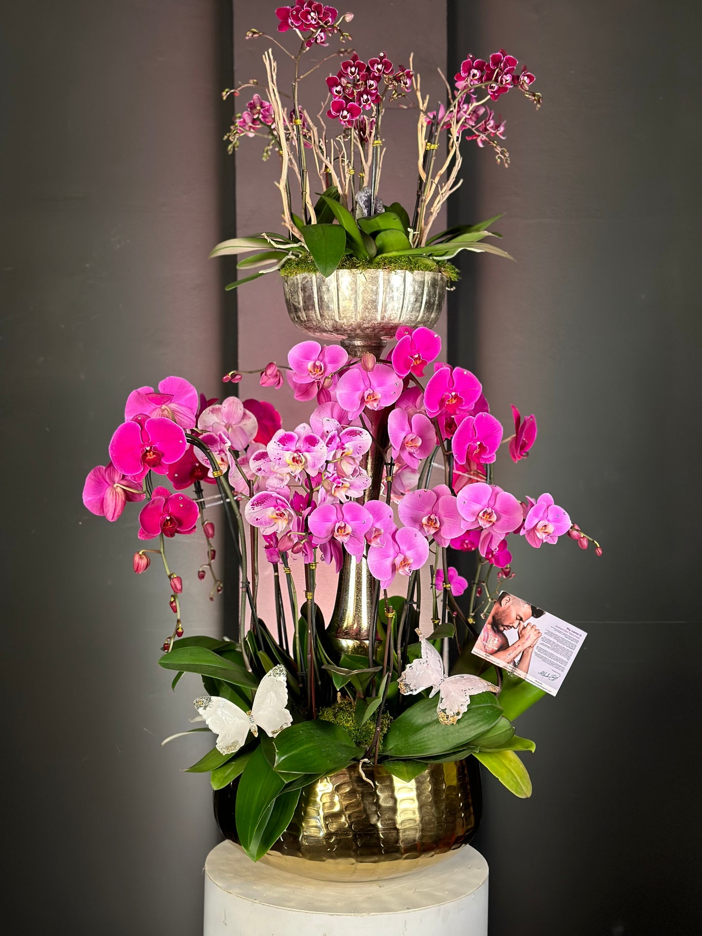 Luxury Orchids